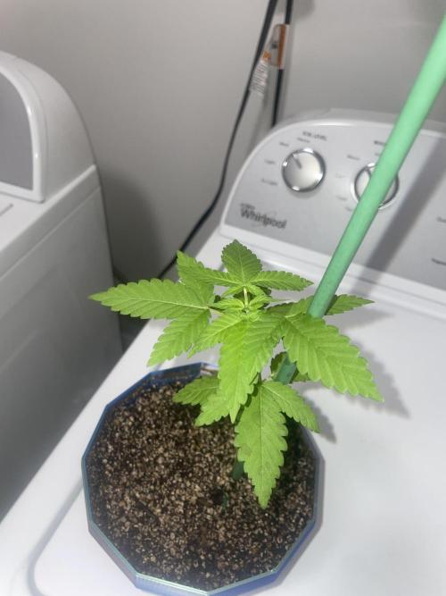 12/12 Ricky’s Sticky’s Hash Plant. Week 5 - November 16th. Top View