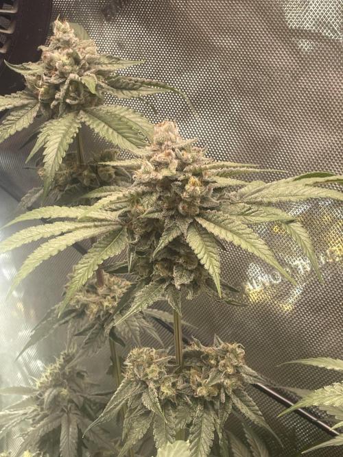 Purple Marmalade Pheno Hunt Living Soil. Week 12 - Day 53. Cherry Chunks Number 1