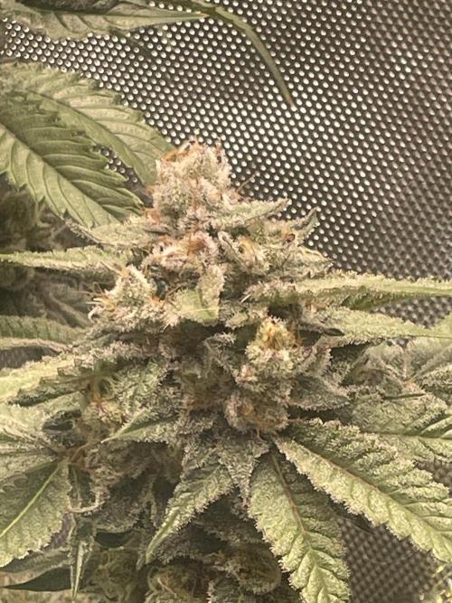 Purple Marmalade Pheno Hunt Living Soil. Week 12 - Day 53 Cherry Chunks Number 1