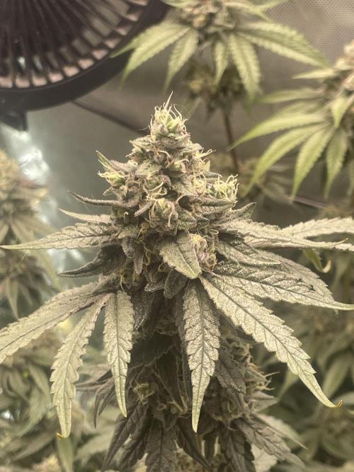 Purple Marmalade Pheno Hunt Living Soil. Week 12 - Day 53 Purple Marmalade Number 2