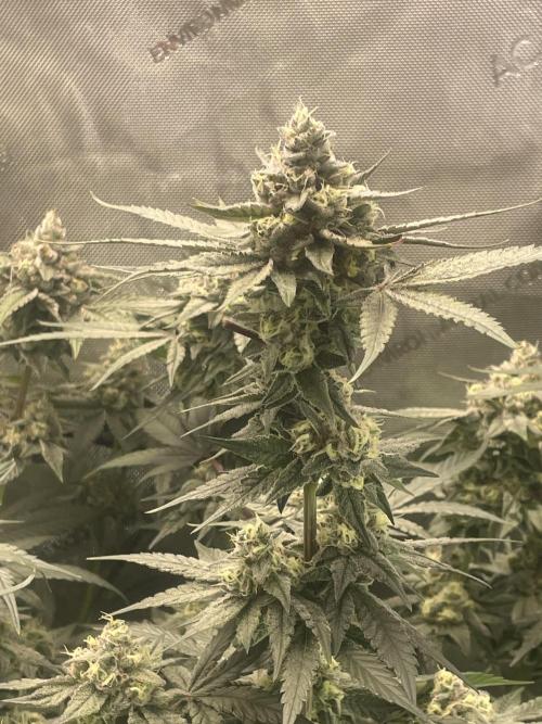 Purple Marmalade Pheno Hunt Living Soil. Week 12 - day 53 Purple Marmalade Number 3