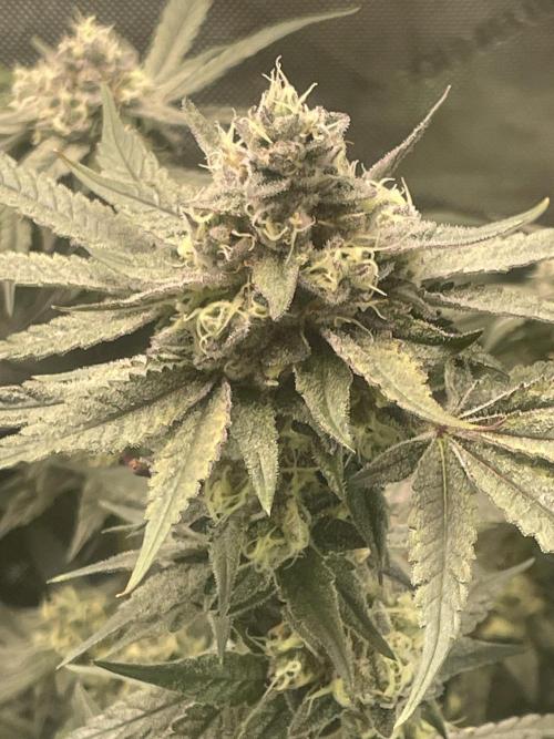 Purple Marmalade Pheno Hunt Living Soil. Week 12 - Day 53 Purple Marmalade Number 3