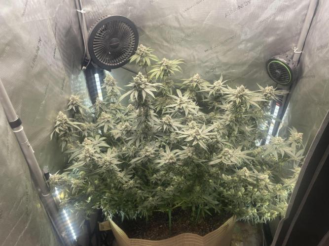 Purple Marmalade Pheno Hunt Living Soil. Week 12 - day 53 3/4 View