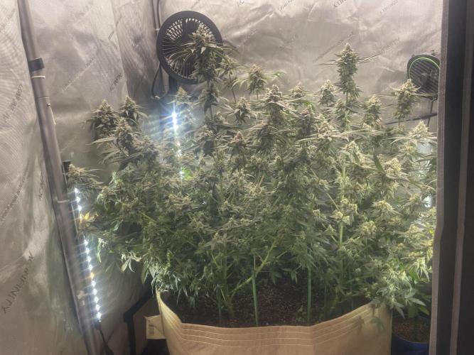 Purple Marmalade Pheno Hunt Living Soil. Week 12 - day 53 Side View