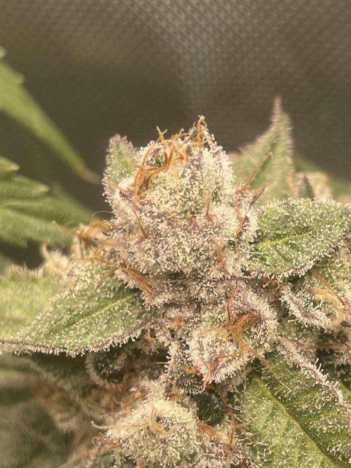 Purple Marmalade Pheno Hunt Living Soil. Week 12 - Day 53 Cherry Chunks Number 1 Close Up