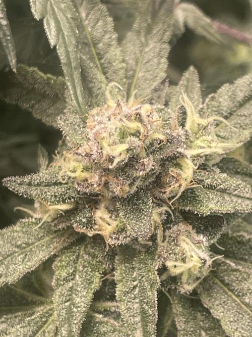 Purple Marmalade Pheno Hunt Living Soil. Week 12 - Day 53 Purple Marmalade Number 3 Close Up