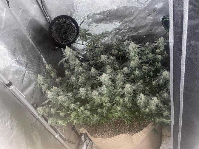 Purple Marmalade Pheno Hunt Living Soil. Week 12 - Day 53 Lights out Top of Canopy