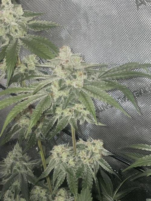 Purple Marmalade Pheno Hunt Living Soil. Week 12 - Day 53 Cherry Chunks Number 1 Lights Out Close Up