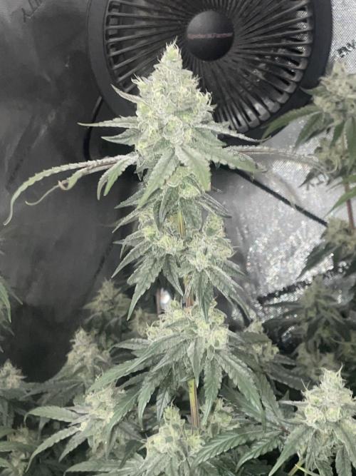 Purple Marmalade Pheno Hunt Living Soil. Week 12 - Day 53 Purple Marmalade Number 2 Lights Out Close Up