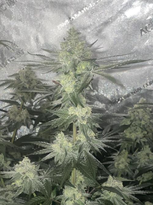 Purple Marmalade Pheno Hunt Living Soil. Week 12 - Day 53 Purple Marmalade Number 2 Lights Out Close Up