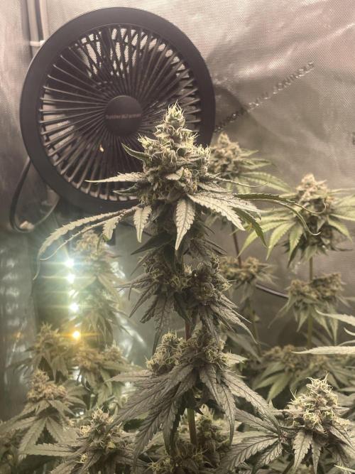 Purple Marmalade Pheno Hunt Living Soil. Week 12 - Day 53 Purple Marmalade Number 2