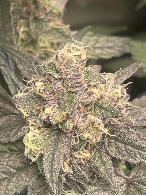 Purple Marmalade Pheno Hunt Living Soil. Week 12 - Day 53 Purple Marmalade Number 2 Close Up