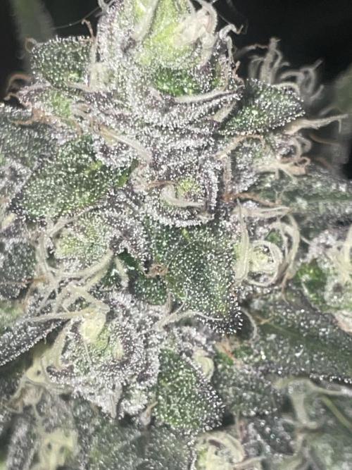 Purple Marmalade Pheno Hunt Living Soil. Week 12 - Day 53 Purple Marmalade Number 2 Lights Out Close Up