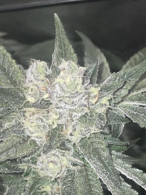 Purple Marmalade Pheno Hunt Living Soil. Week 12 - Day 53 Purple Marmalade Number 2 Lights Out Close Up