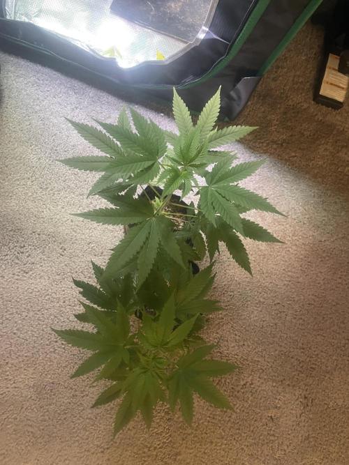 Purple Marmalade Pheno Hunt Living Soil. Week 12 - Purple Marmalade Clones Top View