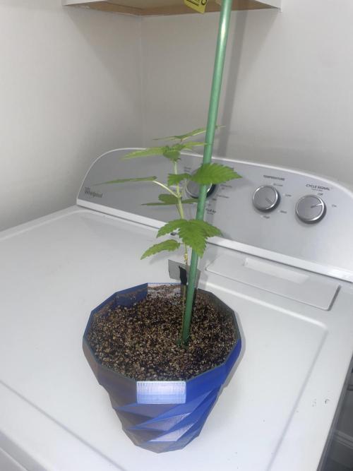 12/12 Ricky’s Sticky’s Hash Plant. Week 6 - November 22nd. Side View