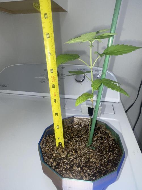 12/12 Ricky’s Sticky’s Hash Plant. Week 6 - November 22nd. Plant is starting its stretch and is 8 inches 