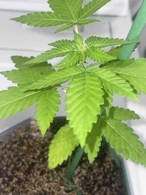 12/12 Ricky’s Sticky’s Hash Plant. Week 6 - November 22nd. Small Sticky 