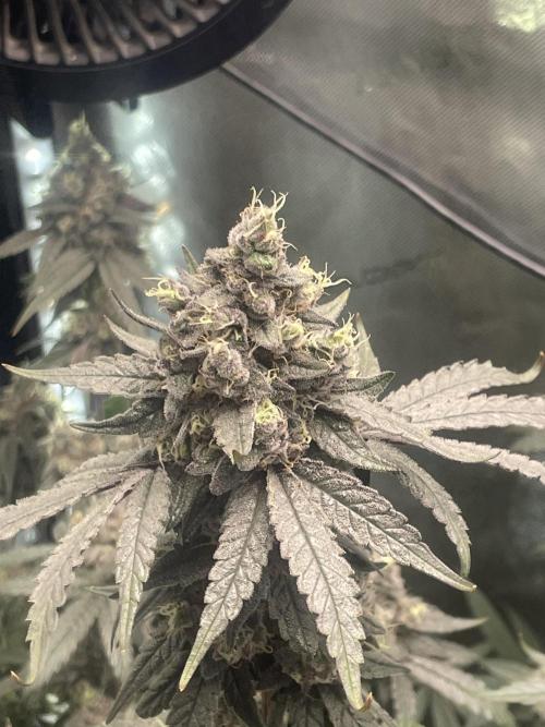 Purple Marmalade Pheno Hunt Living Soil. Week 13 - Purple marmalade #2 top cola