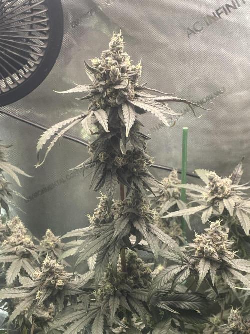 Purple Marmalade Pheno Hunt Living Soil. Week 13 - purple marmalade #2 filling out