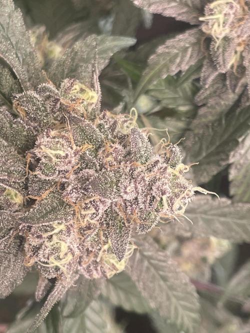 Purple Marmalade Pheno Hunt Living Soil. Week 13 - purple marmalade #2 close up