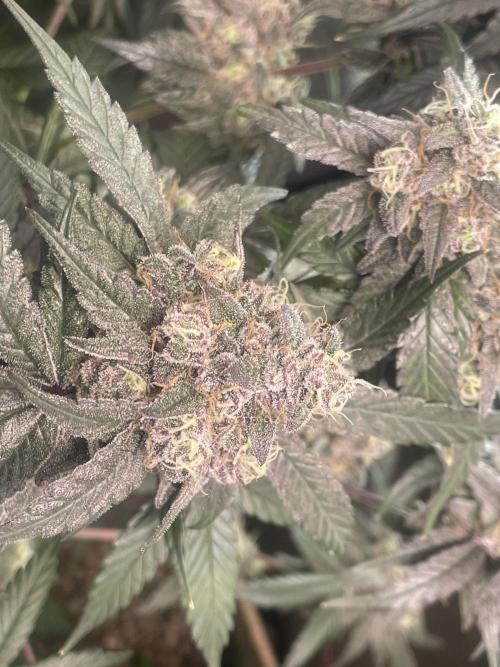 Purple Marmalade Pheno Hunt Living Soil. Week 13 - purple marmalade #2 money shot