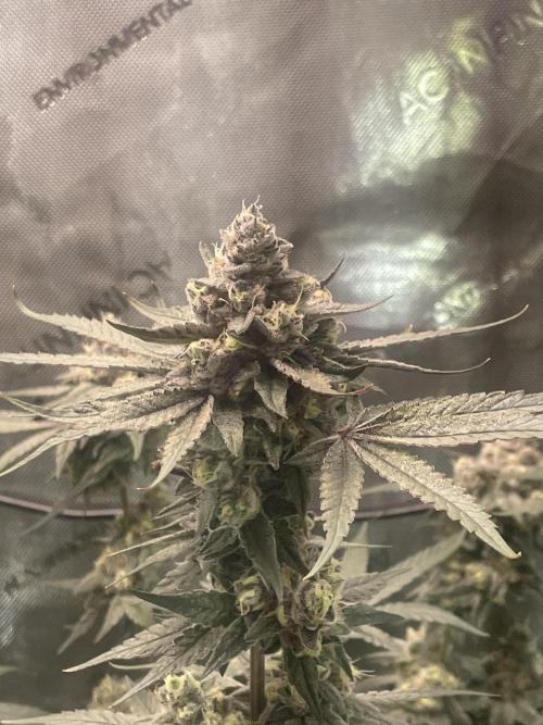 Purple Marmalade Pheno Hunt Living Soil. Week 13 - Purple marmalade #3 structure