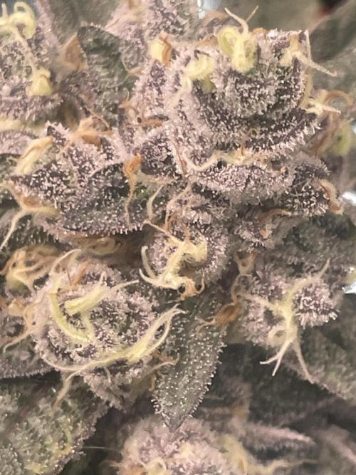 Purple Marmalade Pheno Hunt Living Soil. Week 13 - purple marmalade #3 close up