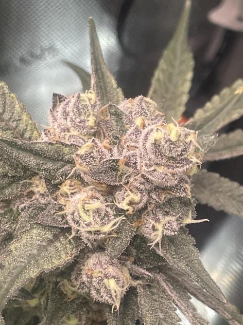 Purple Marmalade Pheno Hunt Living Soil. Week 13 - Purple marmalade #3 money shot