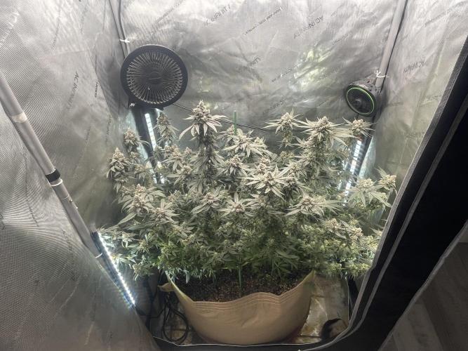 Purple Marmalade Pheno Hunt Living Soil. Week 13 - 3/4 shot