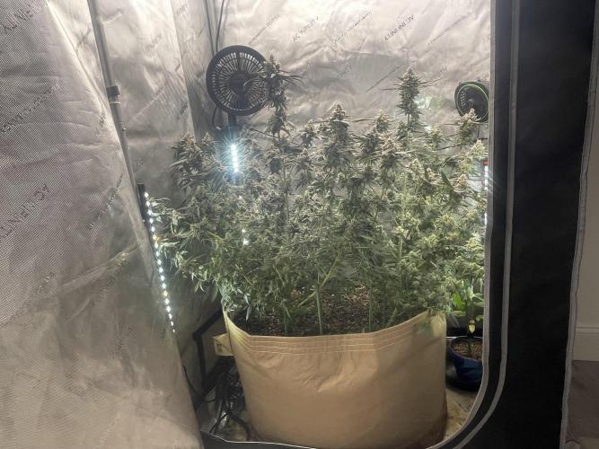 Purple Marmalade Pheno Hunt Living Soil. Week 13 - Side shot 