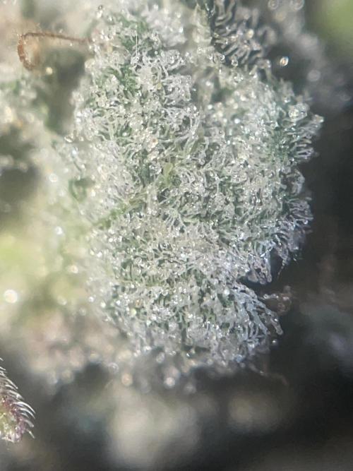 Purple Marmalade Pheno Hunt Living Soil. Week 13 - Trichomes density on cherry chunks larf