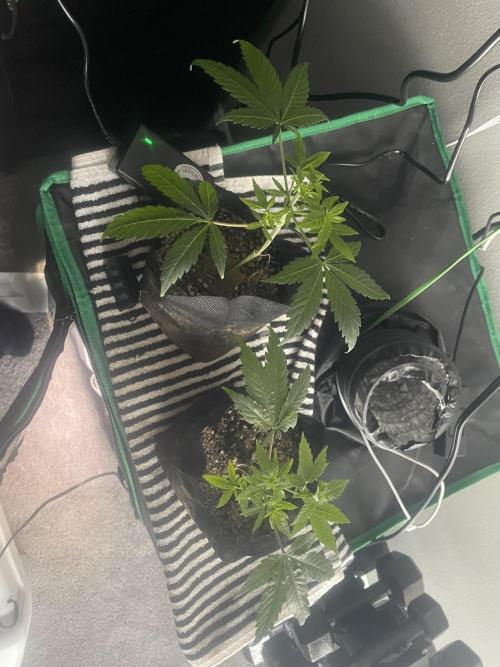 Purple Marmalade Pheno Hunt Living Soil. Week 13 - Clones recovering. Kylo bit one of them. 