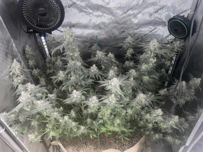 Purple Marmalade Pheno Hunt Living Soil. Week 13 - Nighttime 3/4 shot