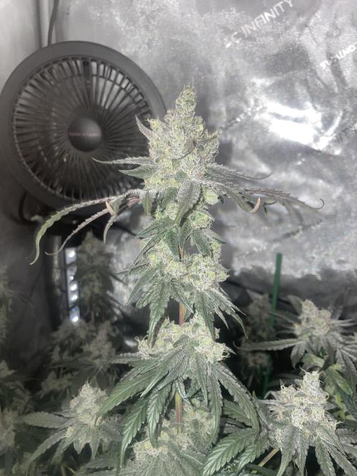 Purple Marmalade Pheno Hunt Living Soil. Week 13 - purple marmalade #2 nighttime