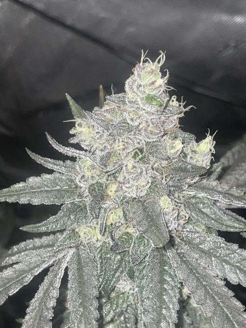 Purple Marmalade Pheno Hunt Living Soil. Week 13 - Purple marmalade #2 close up nightine