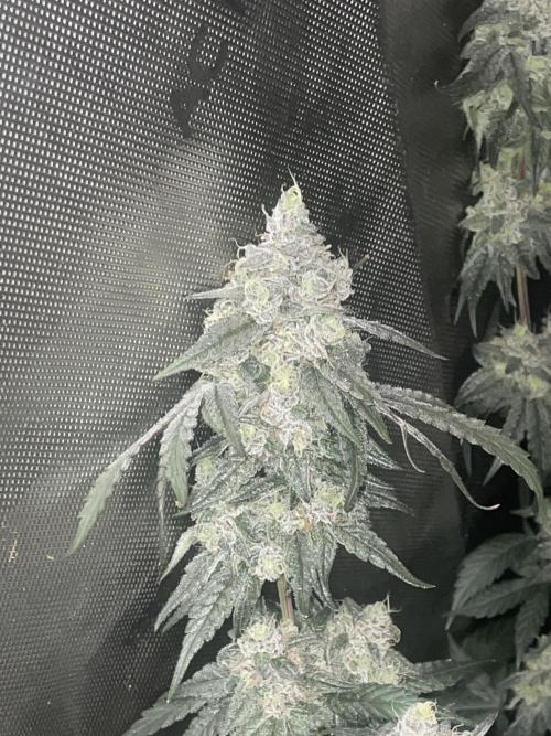 Purple Marmalade Pheno Hunt Living Soil. Week 13 - purple marmalade #2 close up nighttime 