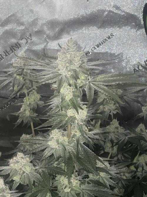 Purple Marmalade Pheno Hunt Living Soil. Week 13 - Purple marmalade #3 night time struxture