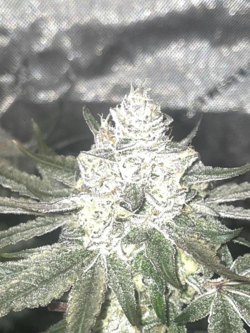 Purple Marmalade Pheno Hunt Living Soil. Week 13 - purple marmalade #3 money shot nightime 