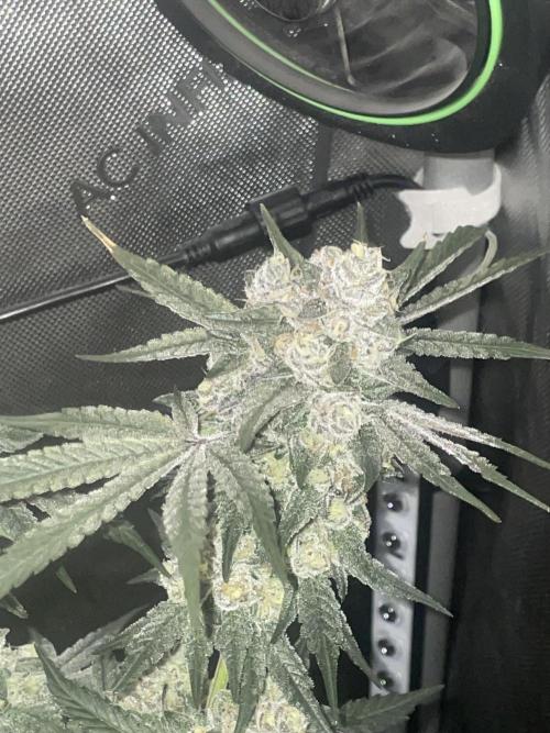 Purple Marmalade Pheno Hunt Living Soil. Week 13 - Purple marmalade #3 cool structure 