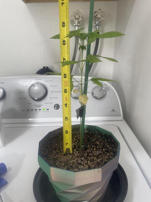 12/12 Ricky’s Sticky’s Hash Plant. Week 7 - November 30th. Side view, 8.5 inches