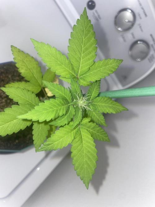 12/12 Ricky’s Sticky’s Hash Plant. Week 7 - November 30th. Top view, baby bud 
