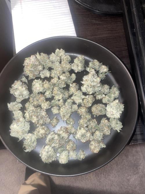 Purple Marmalade Pheno Hunt Living Soil. Week 13 - December 2nd buds in dish