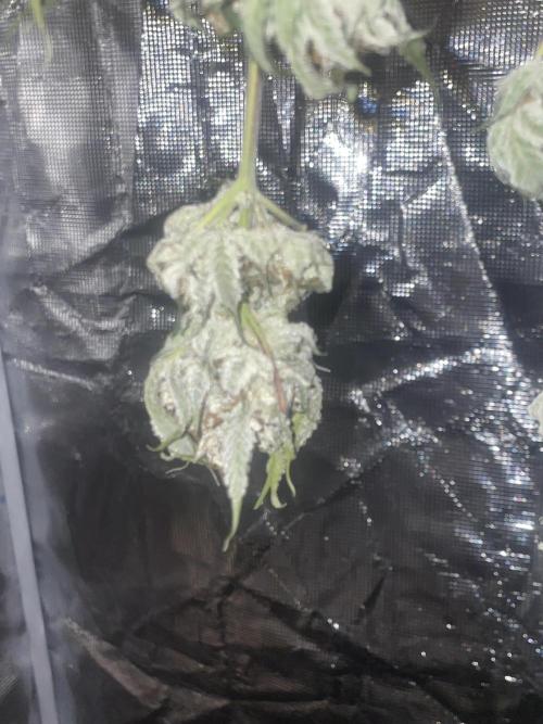 Purple Marmalade Pheno Hunt Living Soil. Week 13 - Drying close up. November 29th