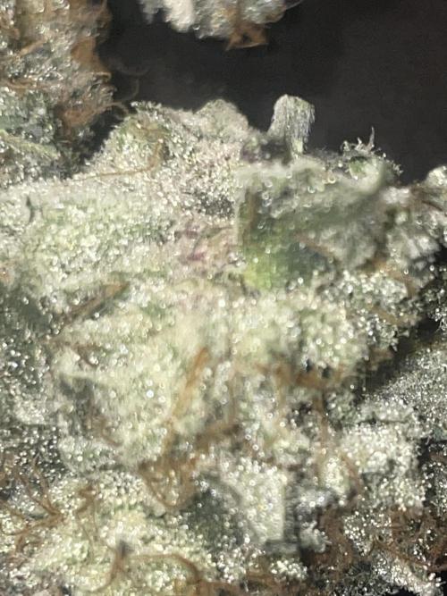 Purple Marmalade Pheno Hunt Living Soil. Week 13 - Beautiful red hue December 2nd