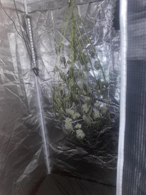 Purple Marmalade Pheno Hunt Living Soil. Week 13 - Plant hanging