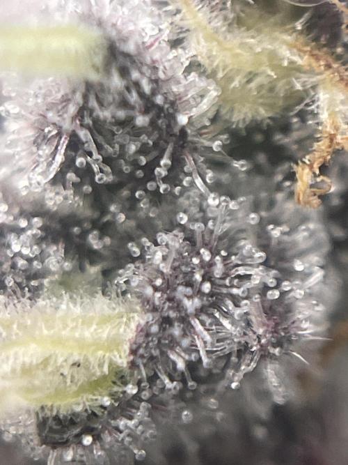 Purple Marmalade Pheno Hunt Living Soil. Week 14 - Close up number 3