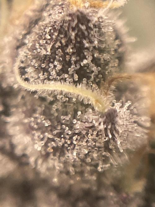 Purple Marmalade Pheno Hunt Living Soil. Week 14 - close up number 3