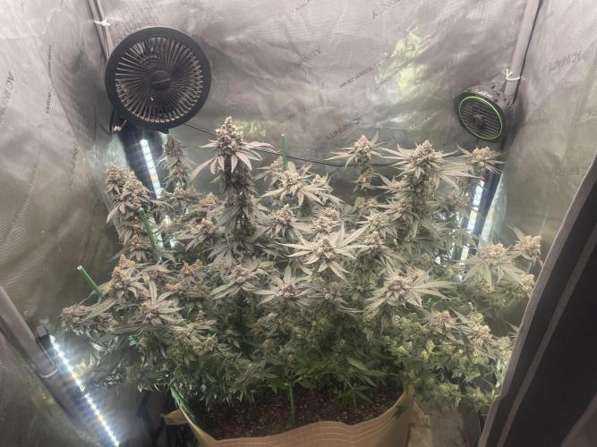 Purple Marmalade Pheno Hunt Living Soil. Week 14 - 3/4 view December 7th