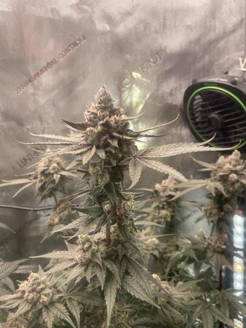 Purple Marmalade Pheno Hunt Living Soil. Week 14 - Number 3 December 7th